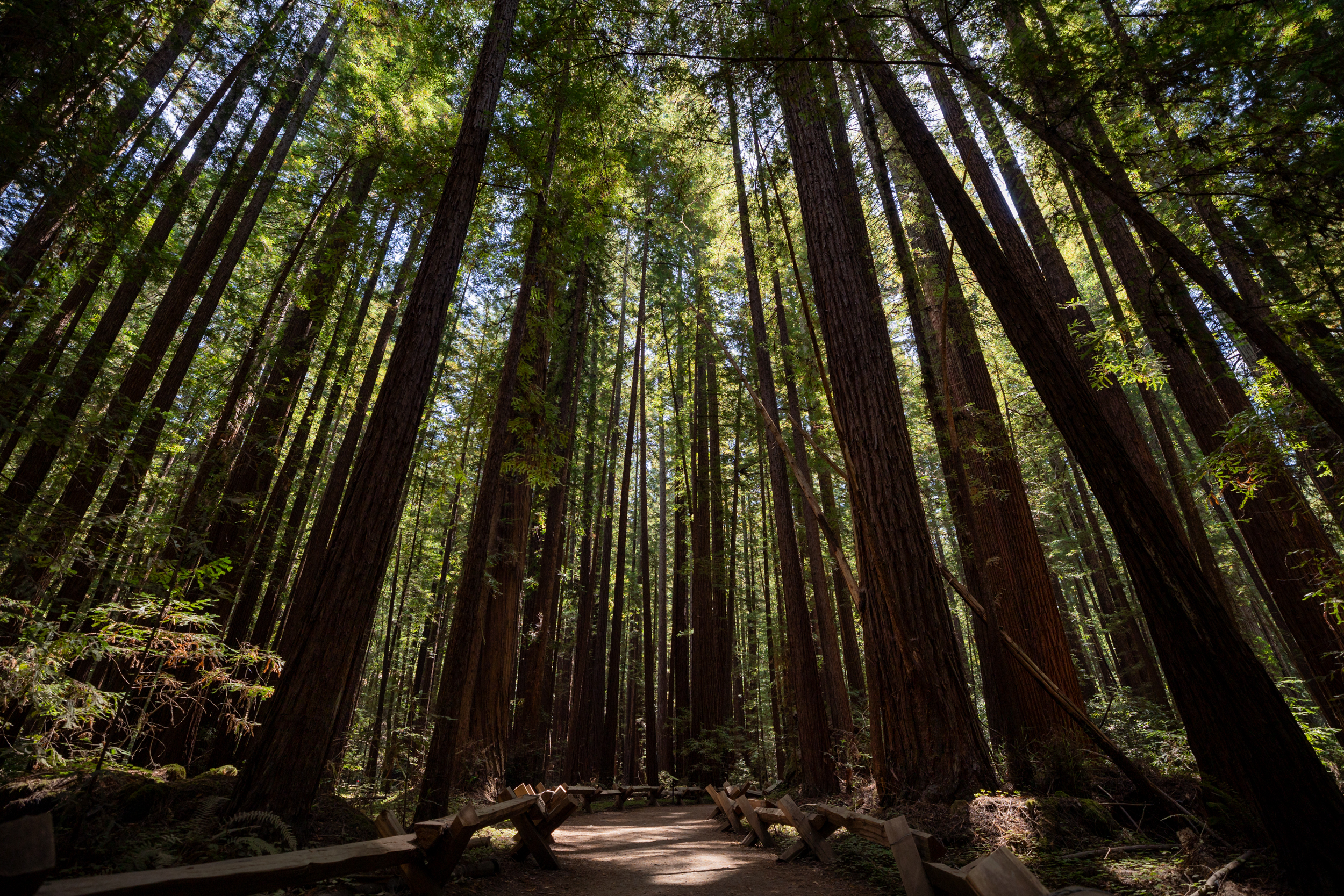 Sonoma County: Wine, Woods, and Whimsy | SWA Newsroom